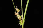 Arkansas sedge